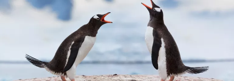 Two penguins facing each other on a rocky surface with a snowy backdrop.